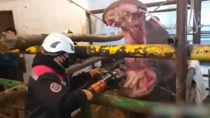 Спасатели оказали помощь бегемоту из зоопарка Шымкента
                11 января 2022, 16:43