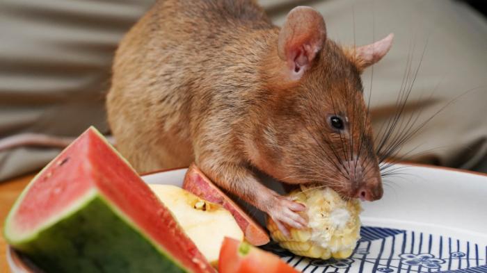 Знаменитая крыса-сапер умерла в Камбодже
                12 января 2022, 09:51
