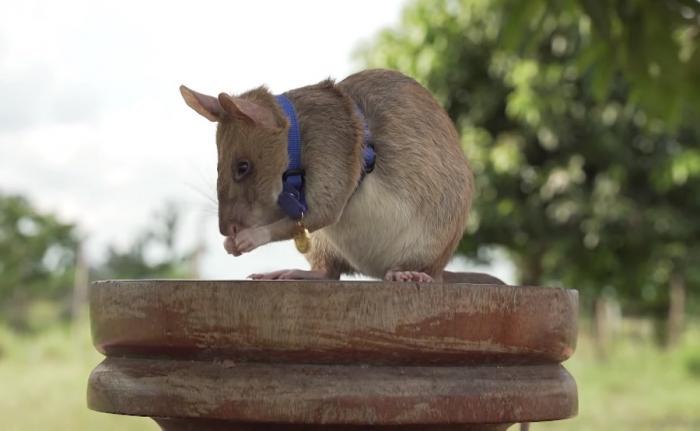 В Камбодже умерла крыса-герой Магава, которая получила медаль за помощь в обезвреживании мин
