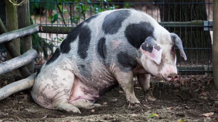 Власти Италии запретили охоту из-за вспышки африканской чумы свиней
                14 января 2022, 09:58