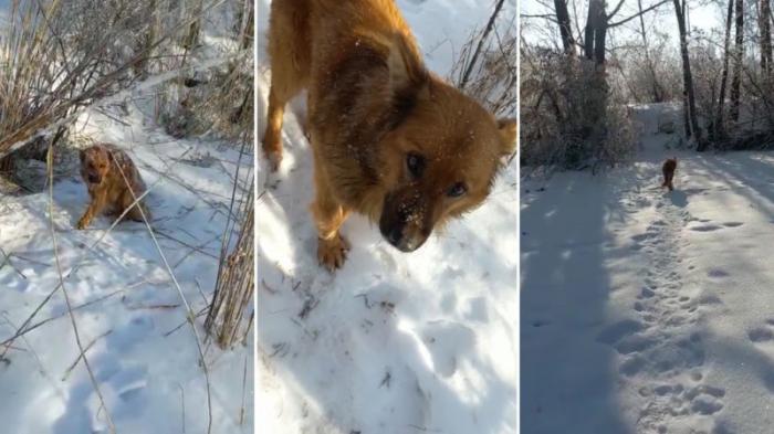 Собака попала в заячий капкан в Павлодарской области
                20 января 2022, 17:32