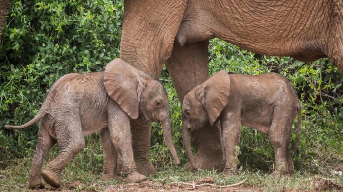 Редкие слоны-близнецы родились в заповеднике Кении
                21 января 2022, 20:00