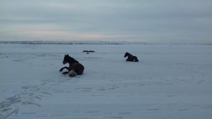 Провалившихся под лед лошадей спасли в ВКО
                26 января 2022, 15:14