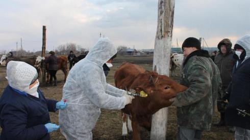 Какие заболевания характерны для сельхозживотных, рассказал главный ветврач Карагандинской области