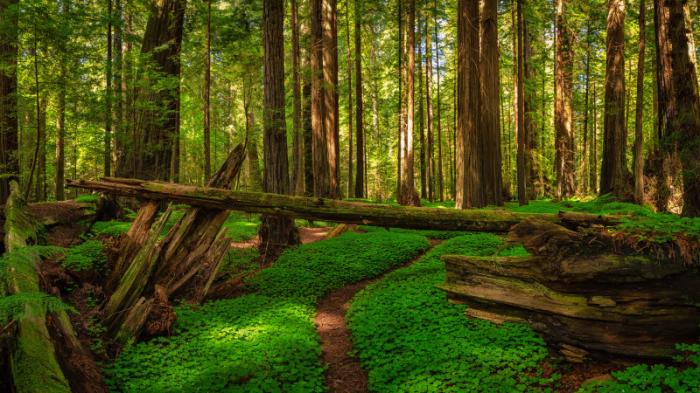 Часть калифорнийского леса вернули коренному населению
                27 января 2022, 13:51