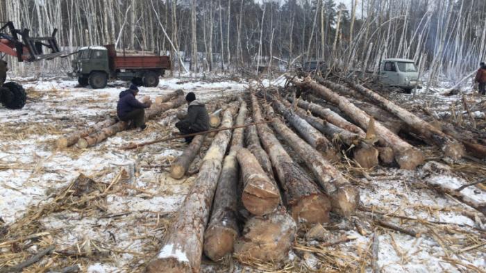 В Семее задержали группу лесорубов, уничтоживших более 130 деревьев
                02 февраля 2022, 15:05