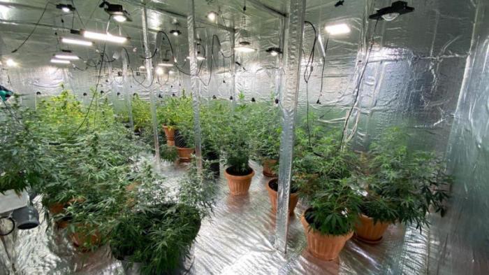 Лабораторию по выращиванию марихуаны нашел КНБ в Уральске
                03 февраля 2022, 19:37