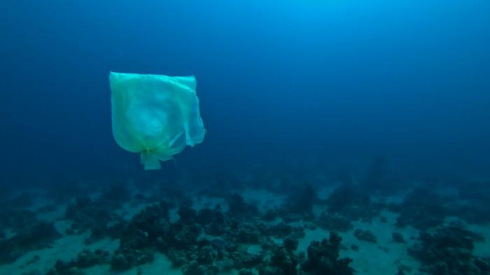 Почти 90 процентов морских видов страдают от загрязнения пластиком - WWF
                08 февраля 2022, 19:38