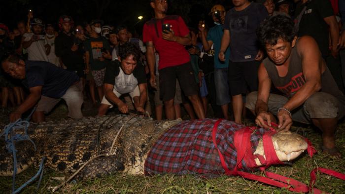 Крокодила, который 5 лет плавал с шиной от мотоцикла, спасли в Индонезии
                09 февраля 2022, 08:07
