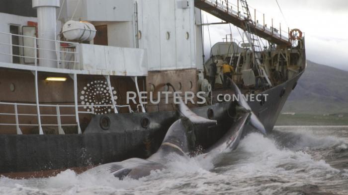 Исландия планирует полностью запретить китобойный промысел
                11 февраля 2022, 11:47