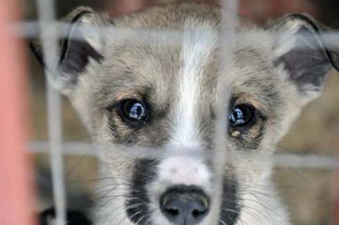 Запрет пропаганды жестокого обращения с животными в СМИ объяснили в Минэкологии