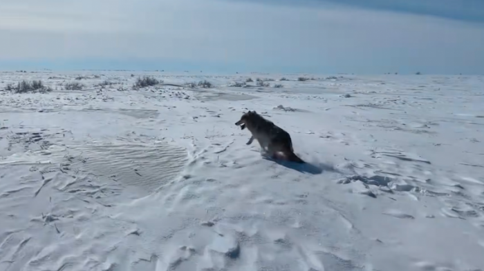 Сбегавшего из ловушек волка поймали живьем в ЗКО
                18 февраля 2022, 03:26
