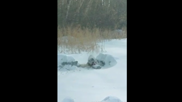 Видео, на котором собака пожирает другую собаку, встревожило жителей ВКО
                18 февраля 2022, 05:00