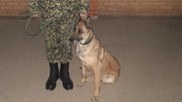 Служебная собака привела гвардейцев к тайнику с оружием в Жанаозене
                20 февраля 2022, 07:35