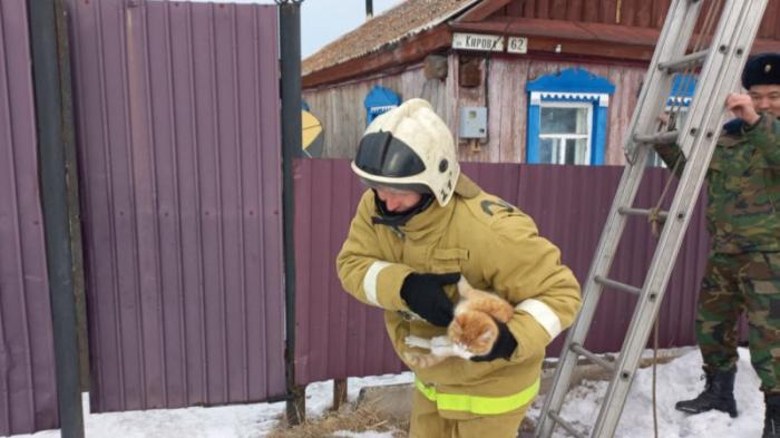 Операцию по спасению кота провели спасатели в ВКО
                25 февраля 2022, 19:02