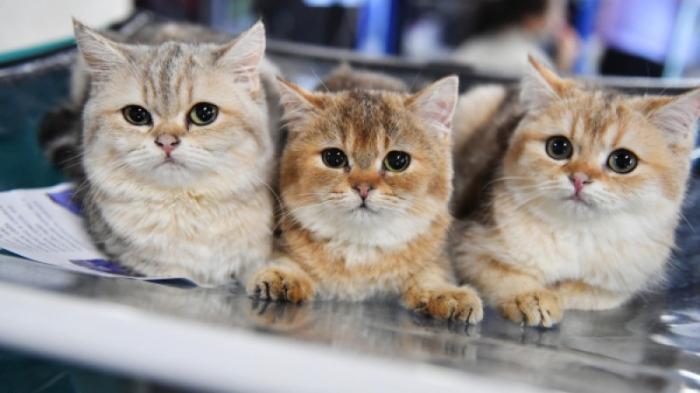 Российские кошки попали под санкции из-за ситуации в Украине
                03 марта 2022, 12:50