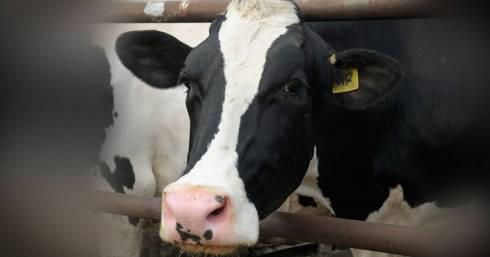 Ограничительные меры наложили на крестьянское хозяйство в Каркаралинском районе из-за бешенства у коров