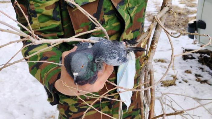 В Усть-Каменогорске спасли голубя, запутавшегося в медицинской маске
                16 марта 2022, 17:21