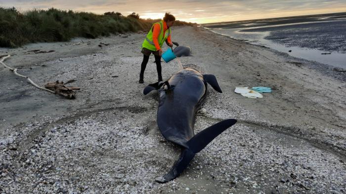 Более двух десятков китов выбросились на берег в Новой Зеландии
                18 марта 2022, 14:51