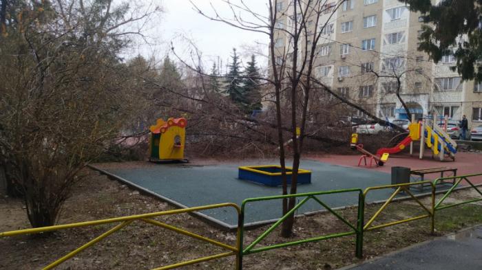 Дерево упало на детскую площадку в Алматы
                18 марта 2022, 15:14
