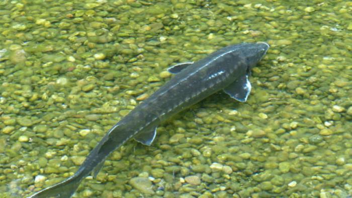 110 килограммов рыбы осетровых пород изъяли у жителя Мангистау
                19 марта 2022, 19:52
