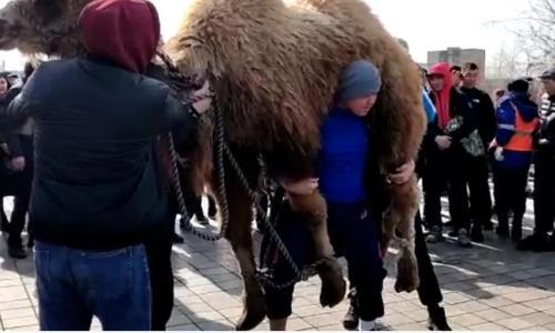 В Талдыкоргане прошли соревнования по поднятию живого верблюда