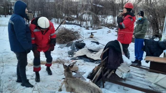 Операцию по спасению косули развернули спасатели в Усть-Каменогорске
                24 марта 2022, 01:43