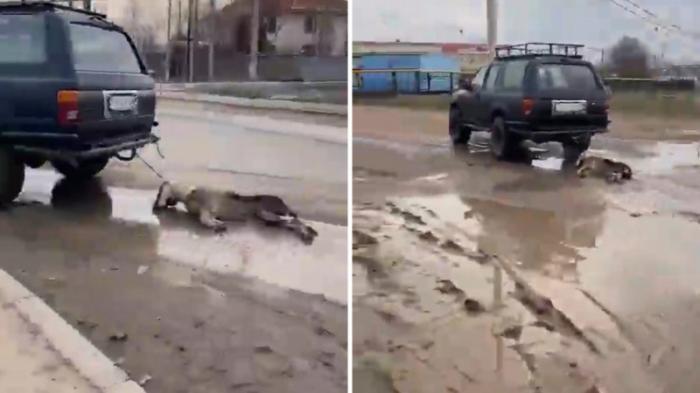 В Алматинской области задержали водителя, привязавшего труп собаки к авто
                25 марта 2022, 11:21