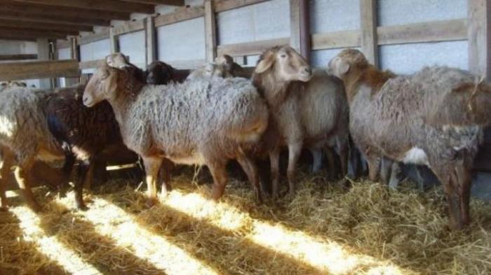 Собаки проникли в загон с овцами и всех загрызли в Павлодарской области
                28 марта 2022, 03:05