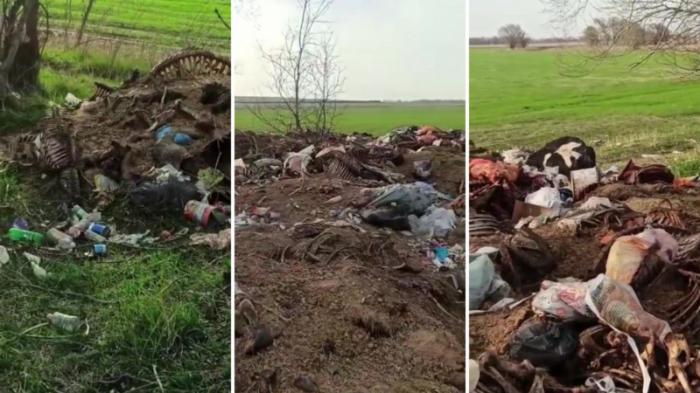 Десятки трупов и останки животных обнаружили в селе под Алматы
                05 апреля 2022, 12:47