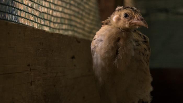 Четыре птицефабрики обанкротились за два года в Казахстане
                08 апреля 2022, 03:30