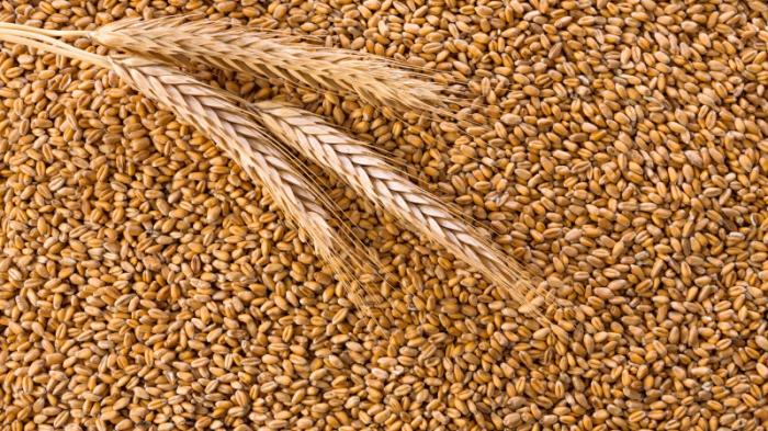 Дефицита зерна в Казахстане нет - Минсельхоз
                11 апреля 2022, 12:47