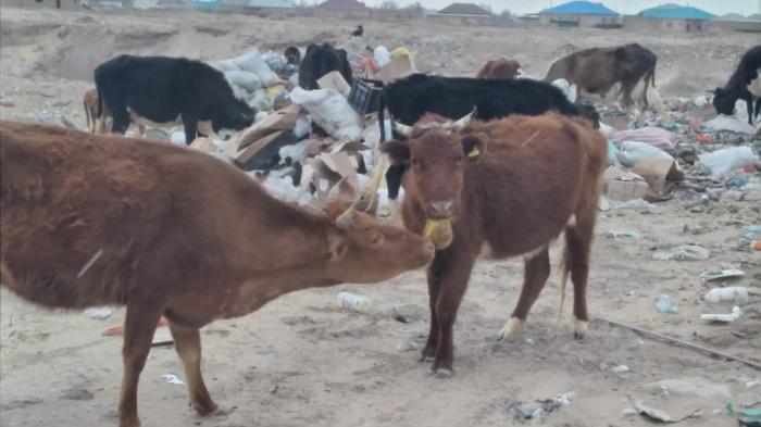 Скот пасется на мусорном полигоне в Кызылординской области
                11 апреля 2022, 20:20