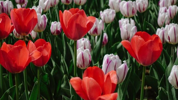 Шымкент, где распустились сотни тысяч тюльпанов, сравнили с Голландией
                12 апреля 2022, 00:16