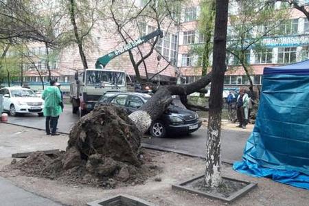 В Алматы вырубят аварийные деревья