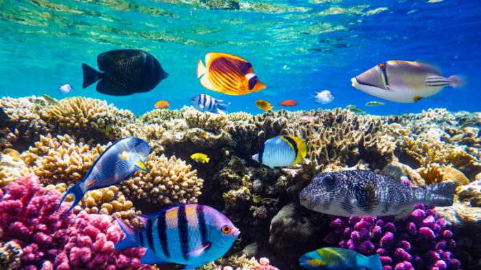 Чрезвычайный план по сохранению коралловых рифов разработали в ЮНЕСКО
                15 апреля 2022, 15:19