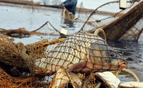 Рыбоохранная акция «Нерест» началась в Карагандинской области