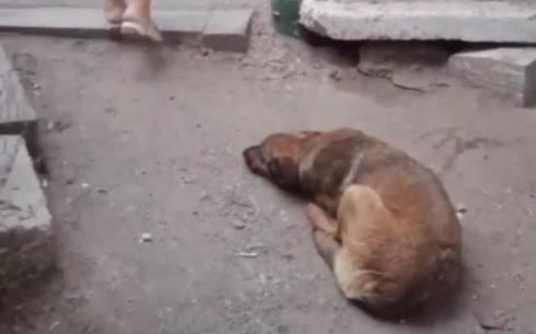 Штраф за кефир для собаки? Очередной конфликт из-за бездомных животных в Караганде