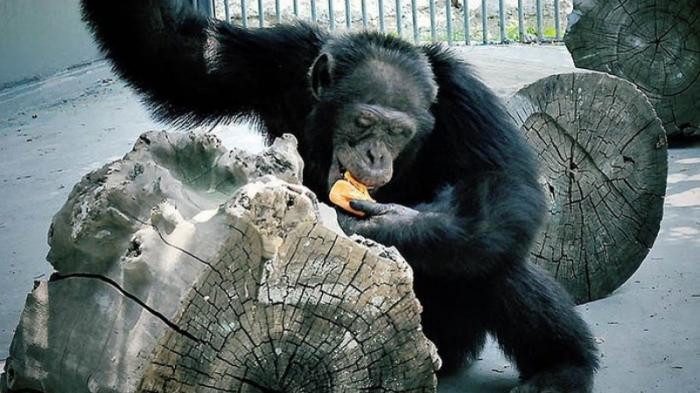 Шимпанзе сбежал из клетки в зоопарке Алматы: пострадал ребенок
                19 апреля 2022, 19:15