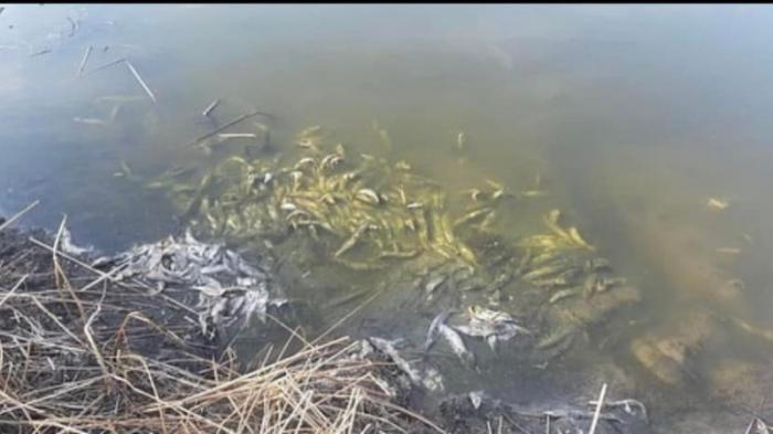 Информацию о массовой гибели рыб в Павлодарской области проверят экологи
                20 апреля 2022, 10:08