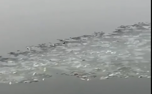 Информация о массовой гибели рыбы в озере Карасор Каркаралинского района не подтвердилась