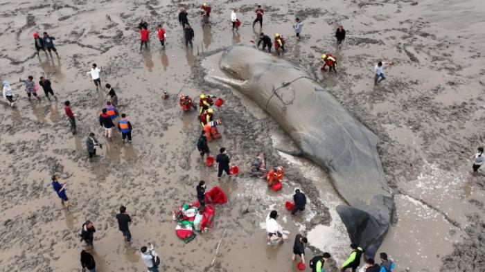 Китайские спасатели вернули в океан 70-тонного кашалота
                21 апреля 2022, 16:20