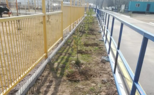 В Карагандинском зоопарке высадили голубые ели, сосны и вишни