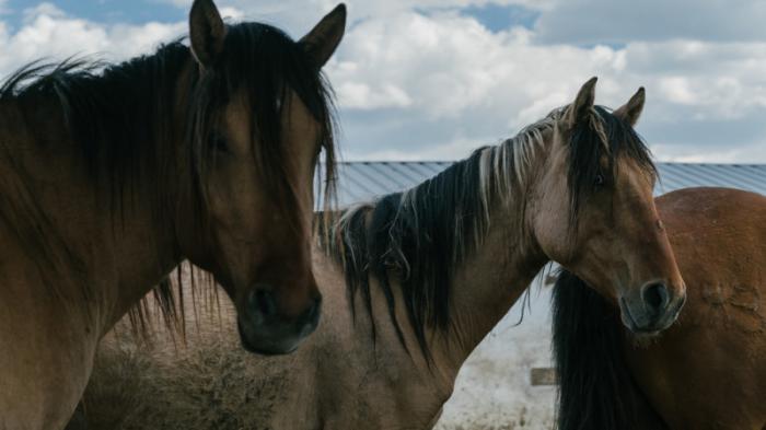 Названа причина гибели и болезни лошадей в Атырауской области
                23 апреля 2022, 16:58