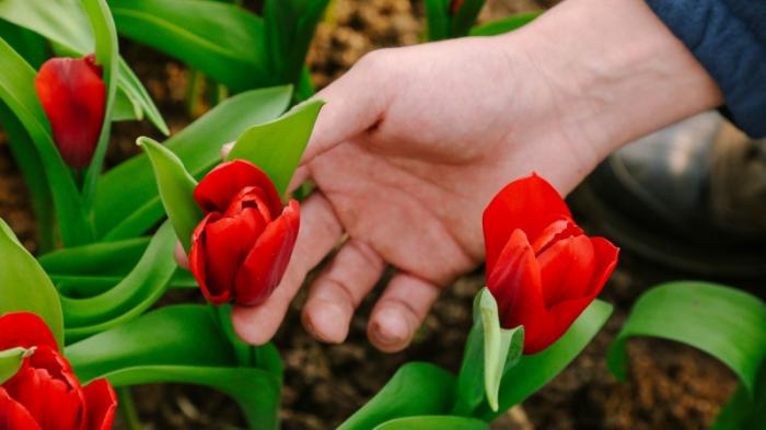 Краснокнижным тюльпанам может грозить исчезновение в Туркестанской области
                24 апреля 2022, 06:30