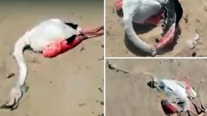 Мертвые фламинго в Мангистау попали на видео
                25 апреля 2022, 11:10