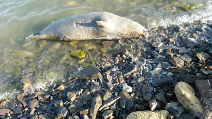 Массовая гибель тюленей произошла на Каспии
                27 апреля 2022, 09:25