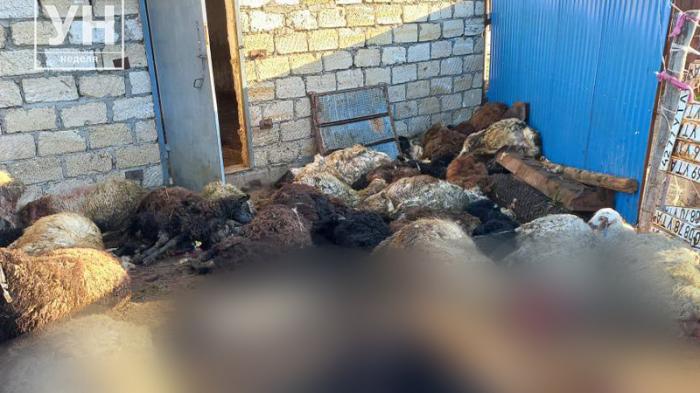 Бродячие собаки загрызли 50 овец в ЗКО
                27 апреля 2022, 14:50