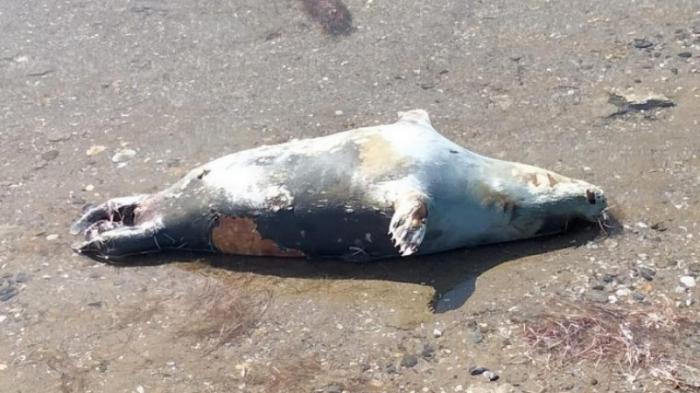 Еще десятки погибших тюленей обнаружили на побережье Каспия
                28 апреля 2022, 07:57