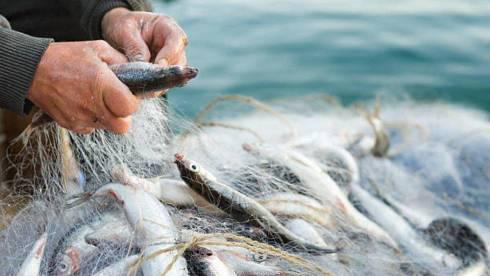 Больше ста килограммов рыбы изъяли у браконьера в Приозерске
